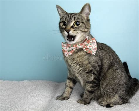 Brown Tabby Cat Portrait In Studio And Wearing A Bow Tie Stock Photo