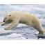 Frame Filling Portrait Of A Young Polar Bear Male Jumping In The 