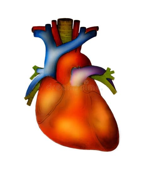 La Anatomía Humana Del Corazón Del Corazón Humano En 3d Blanco Rinde