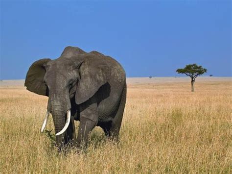 10 Interesting African Elephants Facts My Interesting Facts