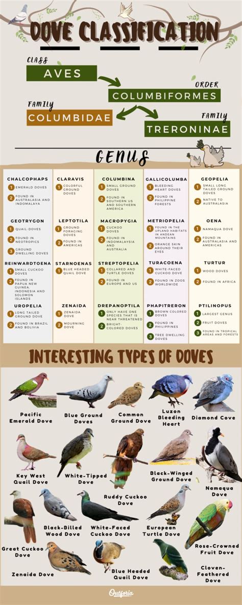 All The 344 Different Types Of Doves Pictures Chart And Classification