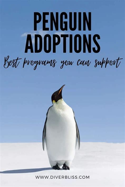 10 Best Adopt A Penguin Programs That Save The Adorable Sea Birds