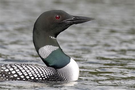Common Loon With A Beautifully Sharp Red Eye Rbirding