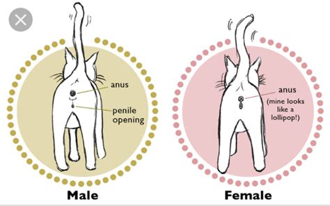 How To Determine If A Cat Is Male Or Female Catwalls