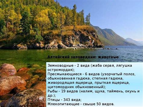 Природные парки России: список, описание и интересные факты