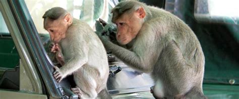 Под этим термином объединены мозговые функции это — трансформация. Когнитивные способности, или Немного о практическом ...