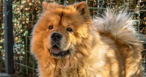 10 Dog Breeds That Look Like Bears The Buzz Land