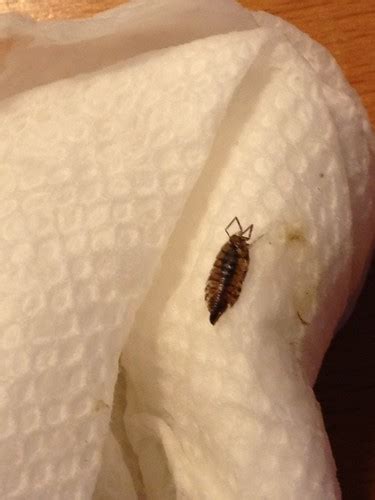 A Bed Bug What Is A Bed Bug Shell