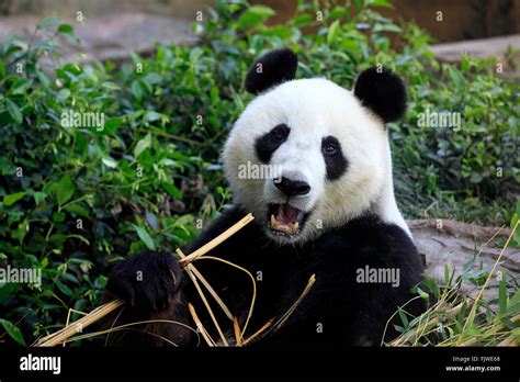 Giant Panda Asia Ailuropoda Melanoleuca Stock Photo Alamy