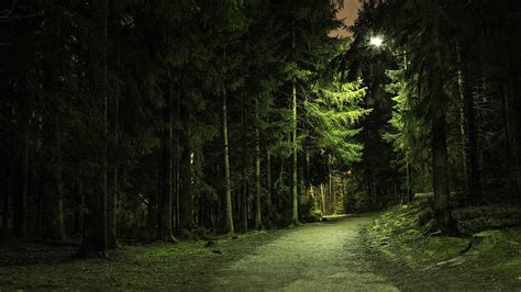 Nature Trees Forest Green Branch Path Lights Pine Trees Dirt