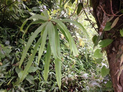 Oleandra Decurrens Oleandraceae Image 49472 At