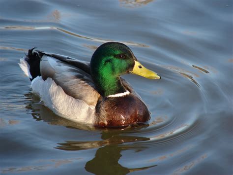 Mallard Duck 1 Free Photo Download Freeimages