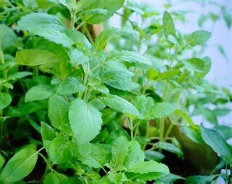 Holy Basil Scienfic Nametypes Of Tulsi Plant Uses And Side Effects