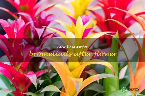 Mastering The Art Of Bromeliad Care Your Comprehensive Guide To Caring