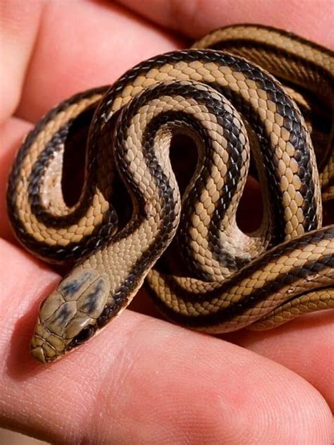 20 Snakes With Stripes Pictures And Identification Thepetenthusiast