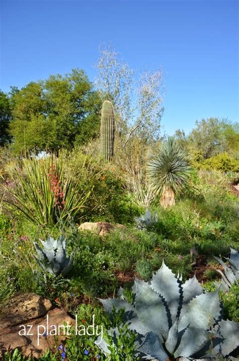 Ramblings From A Desert Garden 10 Tips For Drought