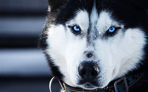 Cool Husky Wallpapers Top Free Cool Husky Backgrounds Wallpaperaccess