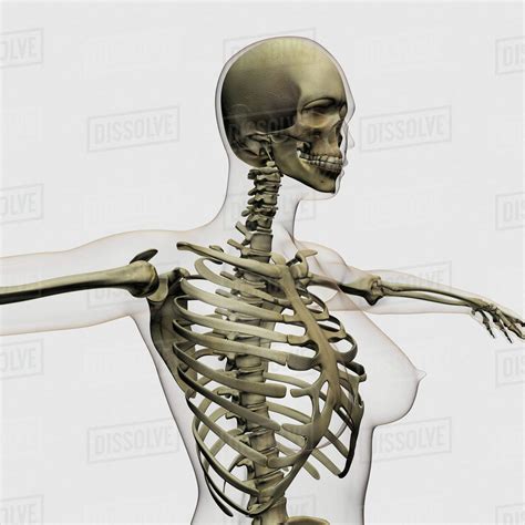 Three Dimensional View Of Female Rib Cage And Skeletal System Stock