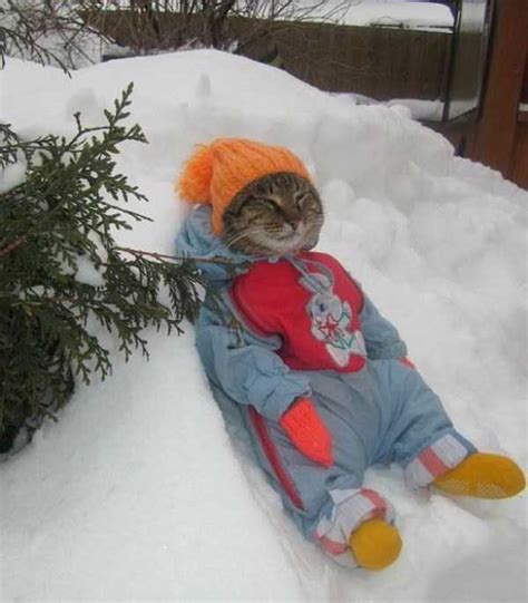 What are some common myths about cats and the cold? 41 Reliable Signs It's Too Cold Outside (41 photos ...