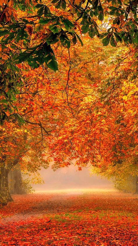 Download 100 Fall Nature Wallpaper Iphone Gambar Viral Postsid