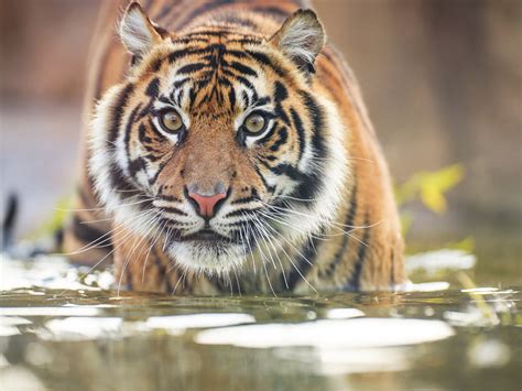Sumatran Tiger Waza