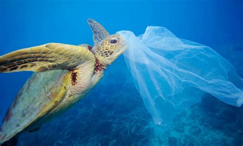What Do Sea Turtles Eat Unfortunately Plastic Bags Stories Wwf