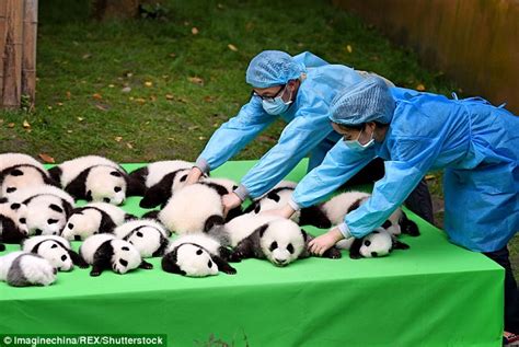 Hilarious Moment A Panda Cub In China Faceplants To The Ground Trying