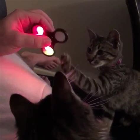 cats play with flashing fidget spinner jukin licensing