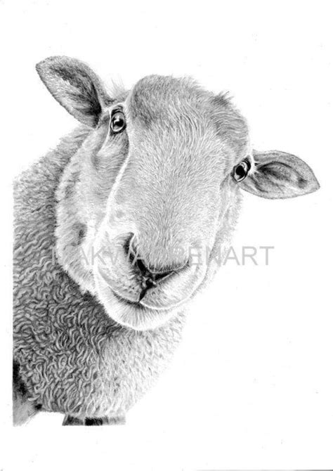 Sheep Art Print Hand Drawn Animal Pencil Drawing A4 A5 Etsy
