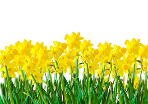 A Row Of Yellow Daffodils Stock Image Image Of Easter 29602367