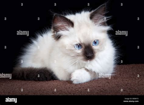 Seal Point Mitted Ragdoll Kitten Lying On A Carpet Stock Photo Alamy