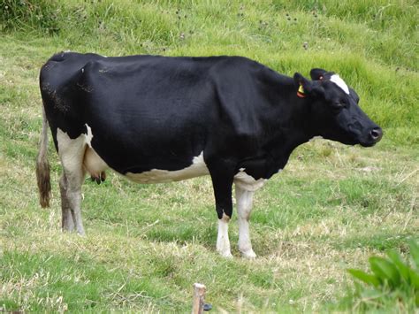 Fileholstein Cow