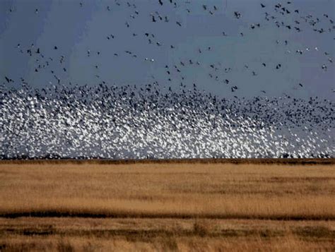 Zee Migration Of Birds