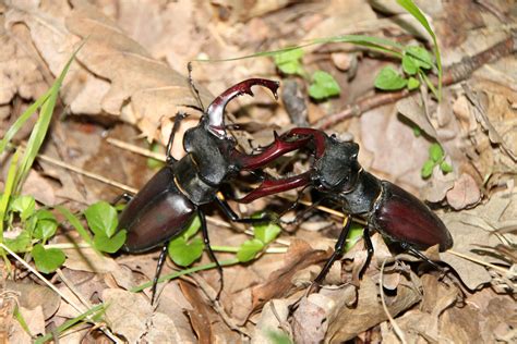 Two Stag Beetles Fighting Image Free Stock Photo Public Domain