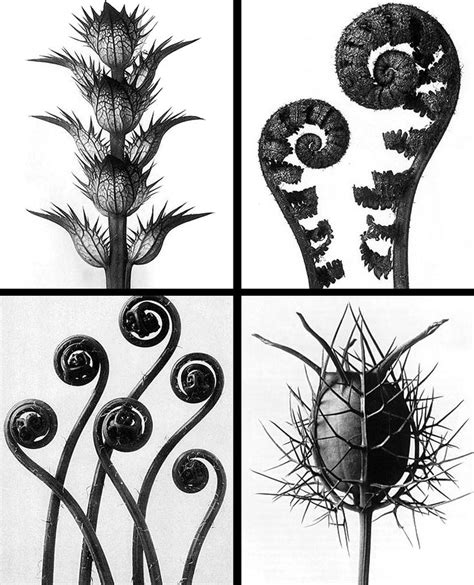 Organic Shapes Art Botanical Drawings Nature Art