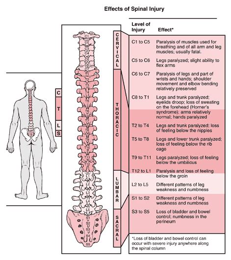 Effects Of Sci Spinal Cord Injury Spinal Cord Spinal Cord Injury