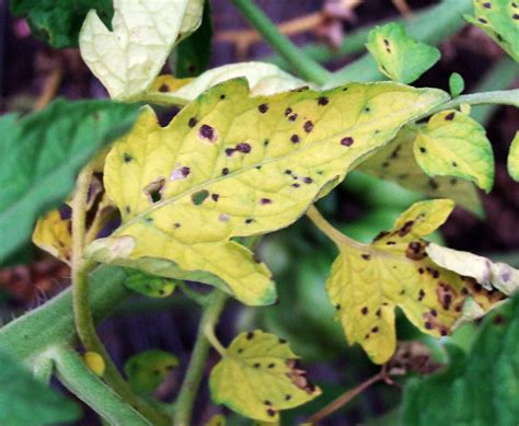 Watch Out For These 10 Tomato Plant Diseases In Your Garden This Summer
