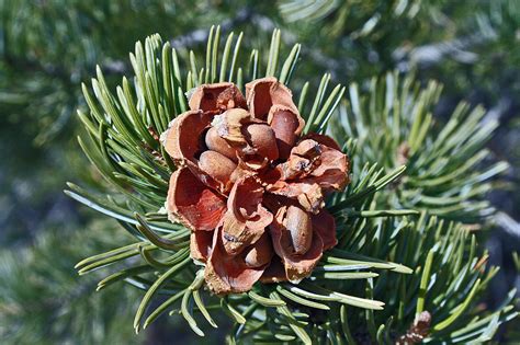 Vascular Plants Of The Gila Wilderness Pinus Edulis