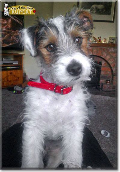 asta  baby girl wire haired jack russell terrier jack russell terrier dogs