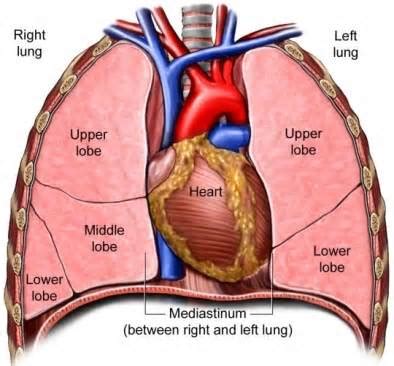 Diagram of the chest area including lungs, heart (hidden by the lungs) and ribcage. Glossary - ADAPT