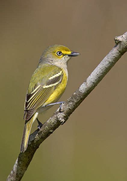 A Small Yellow Bird Sitting On Top Of A Tree Branch