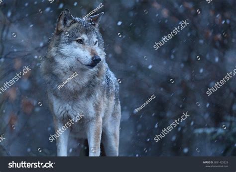 Eurasian Wolf White Winter Habitat Beautiful Stock Photo 1891425229