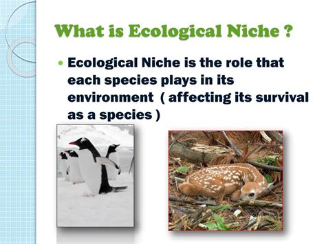 Animal Niche Examples