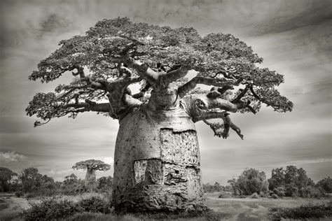 The Baobab Tree Uncovering The Lesser Known Secrets Of Africa S Iconic Tree
