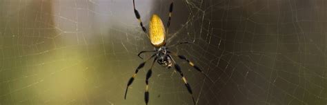 Golden Silk Spider Or Banana Spider Spider Facts And Information