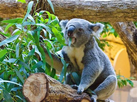 Trabajar En El Zoo Cuidados Del Koala