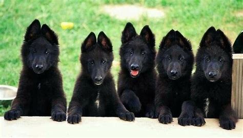 German shepherds were the original canine movie star before the breed became popular as police and military dogs. Is it possible for a purebred black German Shepherd dog to ...