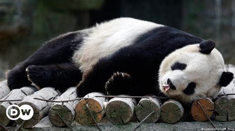 Pandas At Risk Dw 01292015