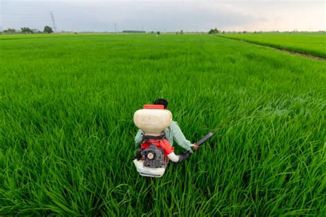 290 Farmer Spraying Pesticide In The Rice Field Stock Photos Pictures
