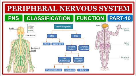 peripheral nervous system classification function pns part 10 human anatomy